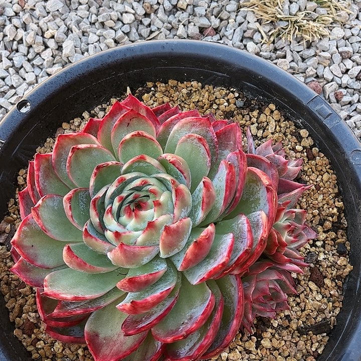 惊鸿仙子一物一拍，18厘米左右