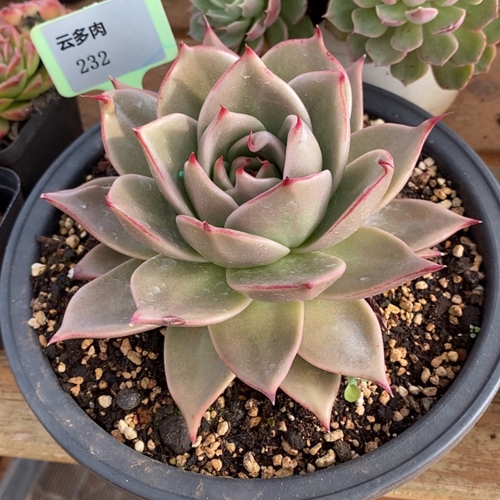 D232- 直播福利 星星