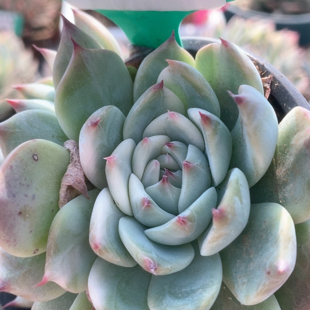 785锦锦锦锦锦锦锦锦