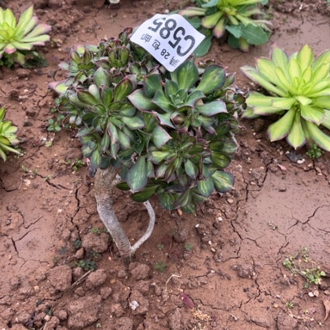 585灿烂中班缀不包断枝