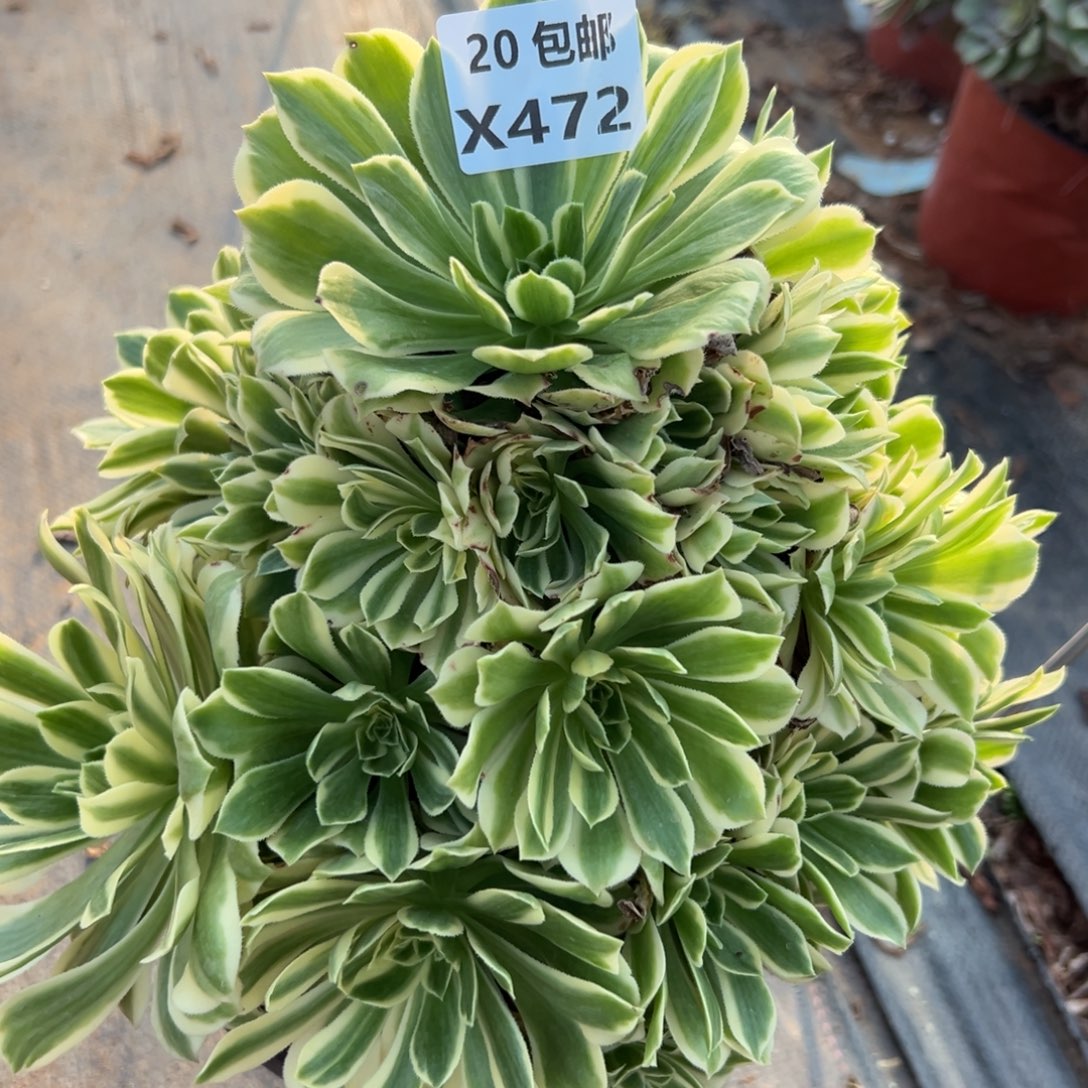 472艳凝，满20包邮
