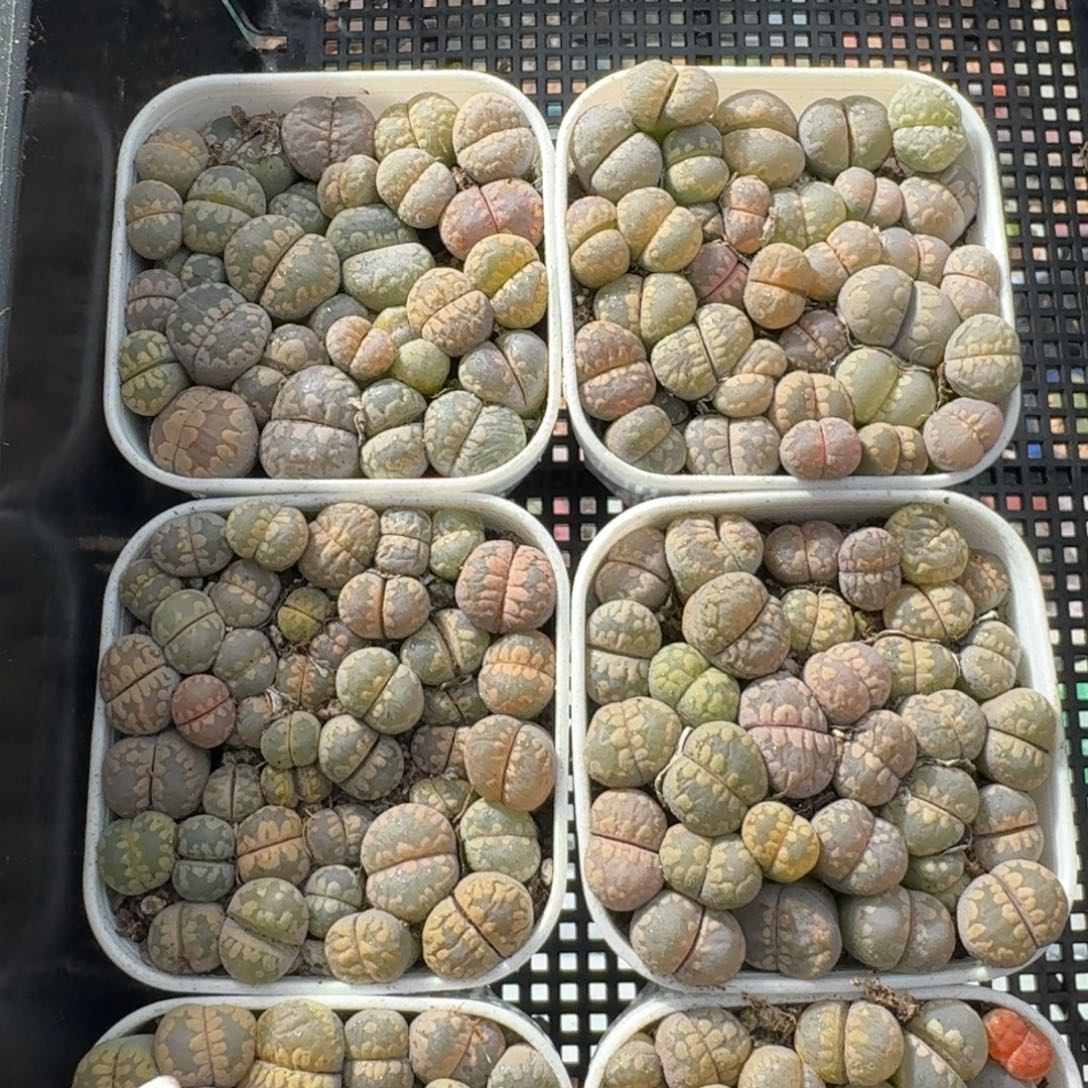 切糕大牙福利一盆