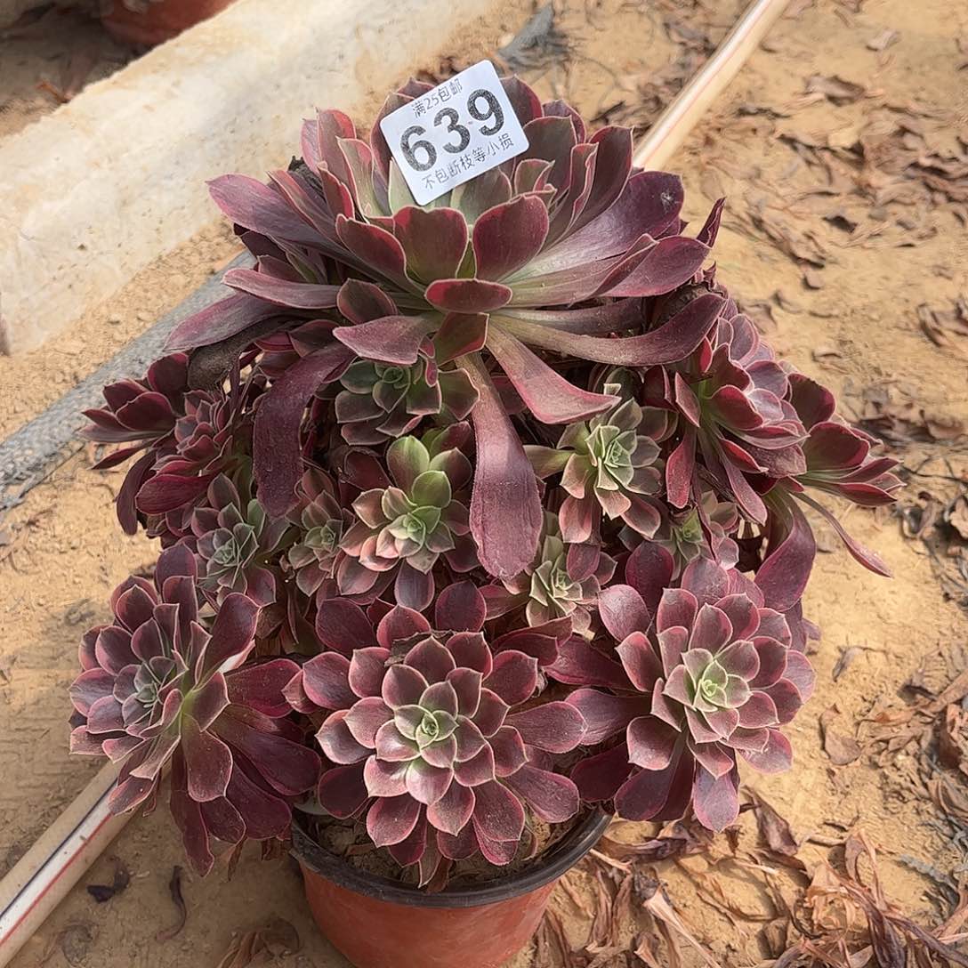 金丝雀639不包断枝