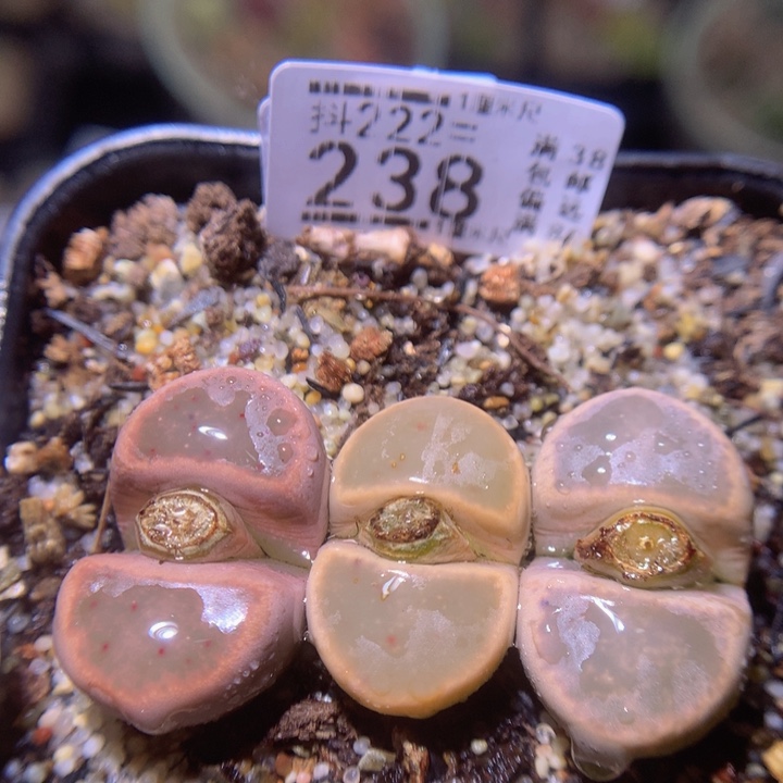 精品生石花222.238