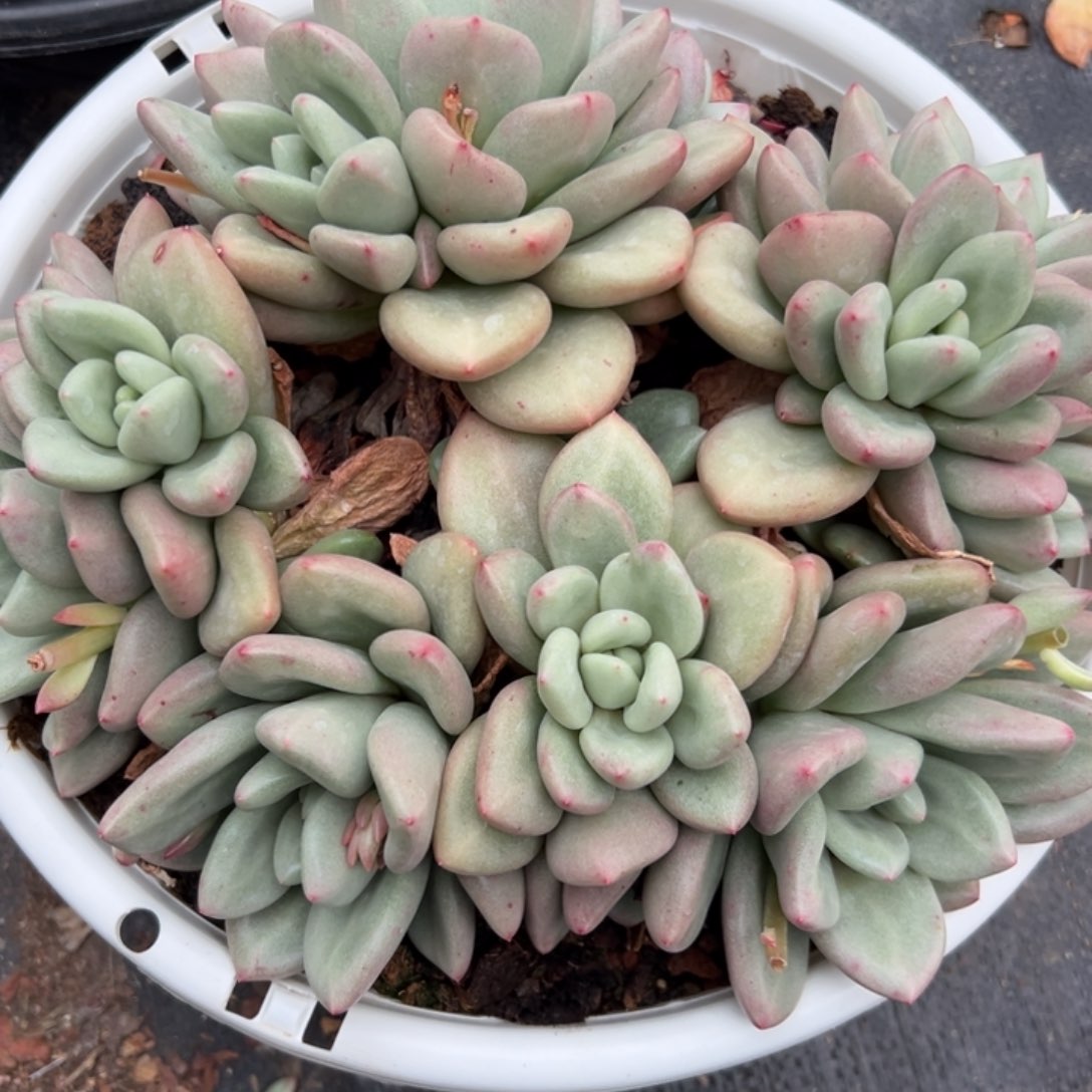 爱尔琴斯，一物一拍