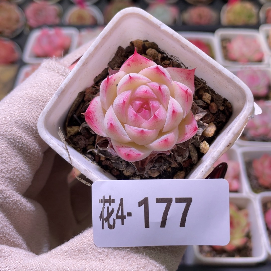 花利美4-177美瞳单头