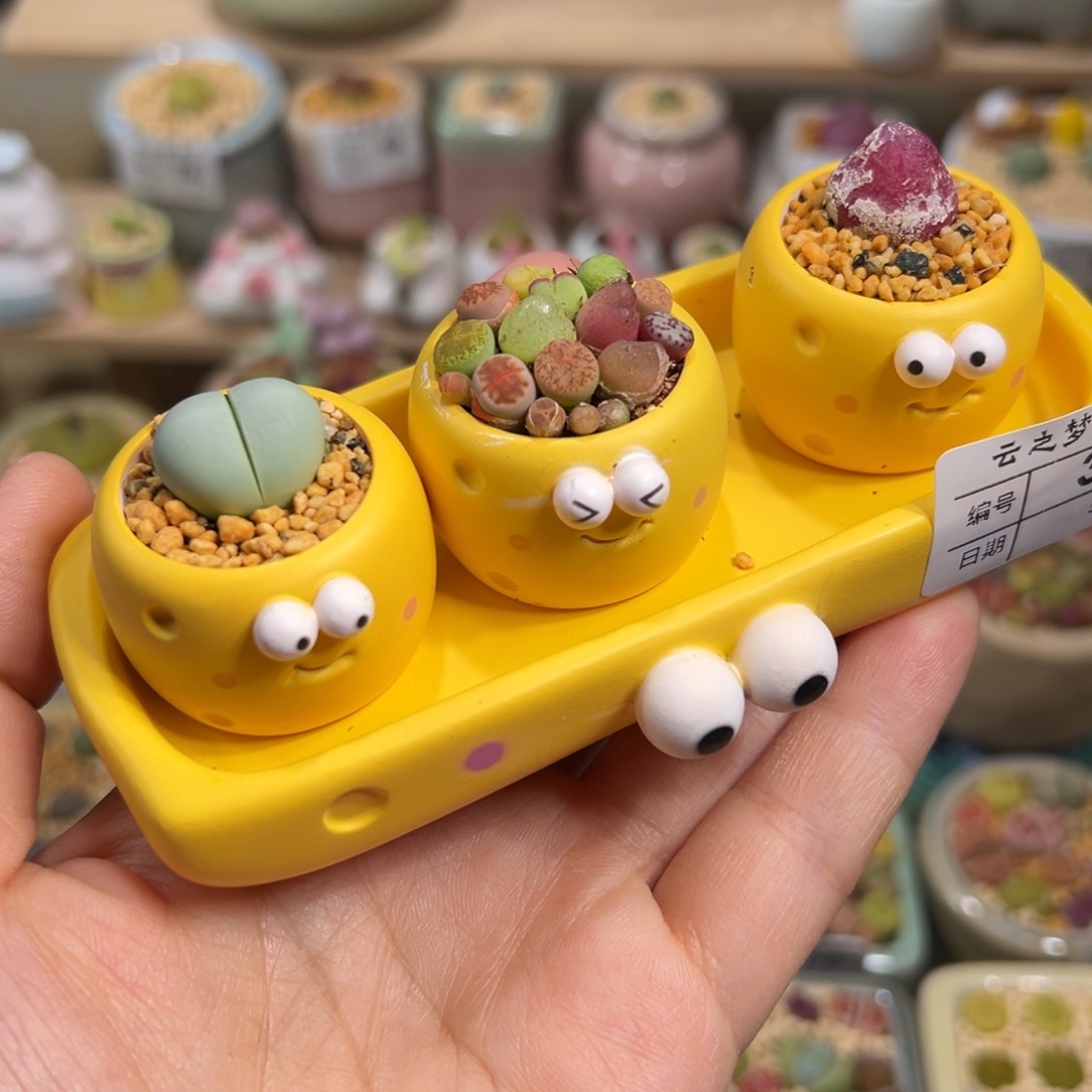 多肉植物103号奶酪组合