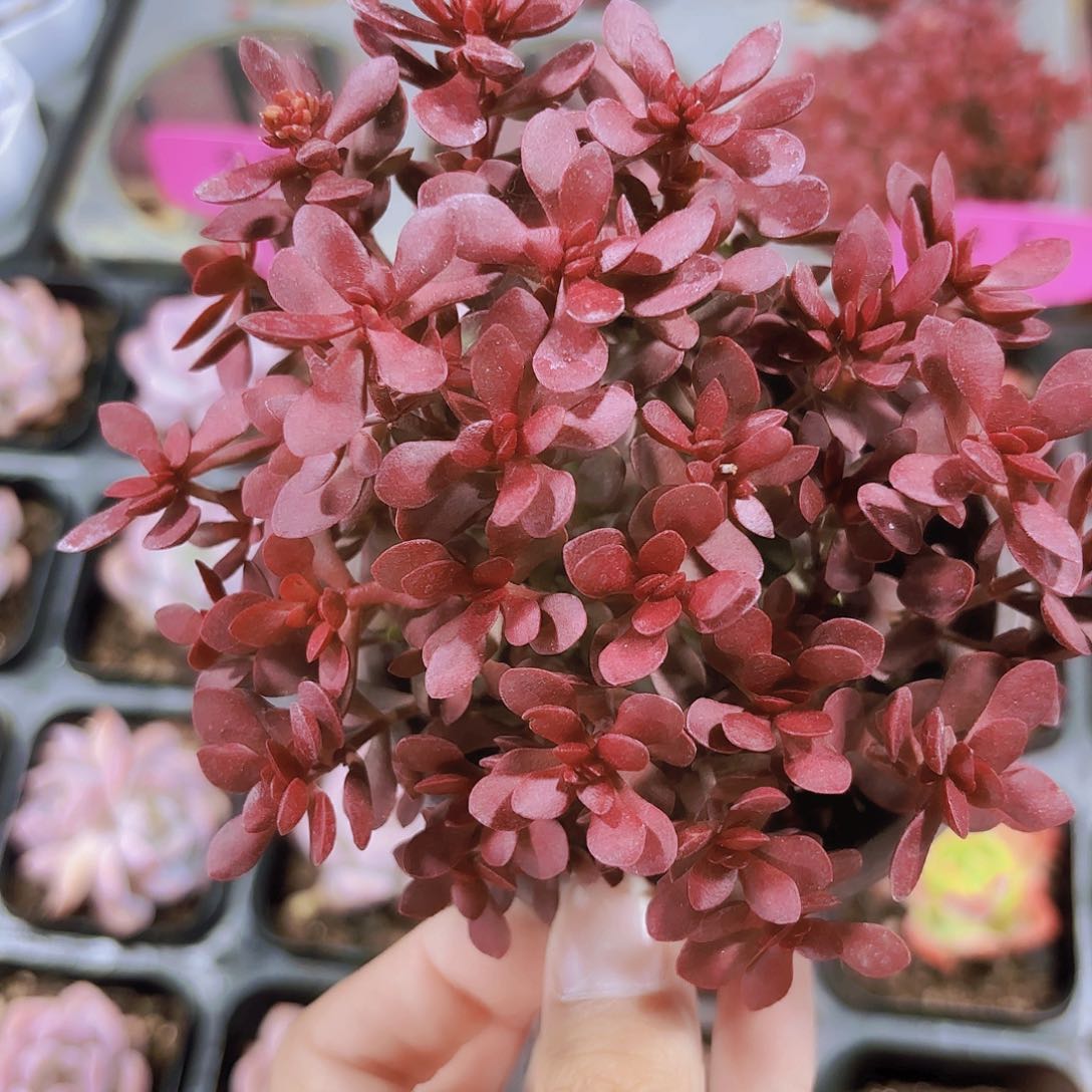 精品红稚尔多肉植物