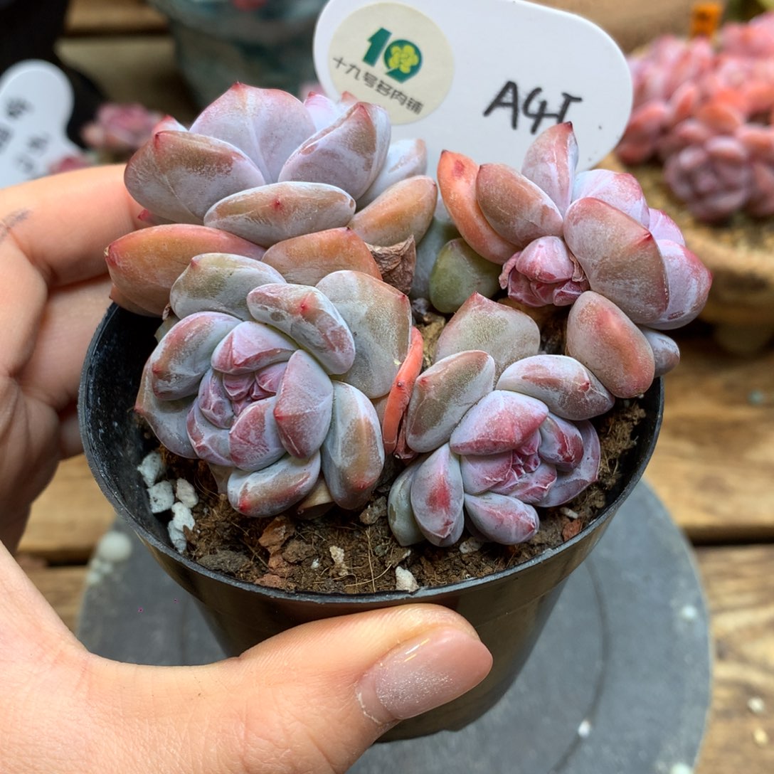 A45 突尼斯 模特同款 福利