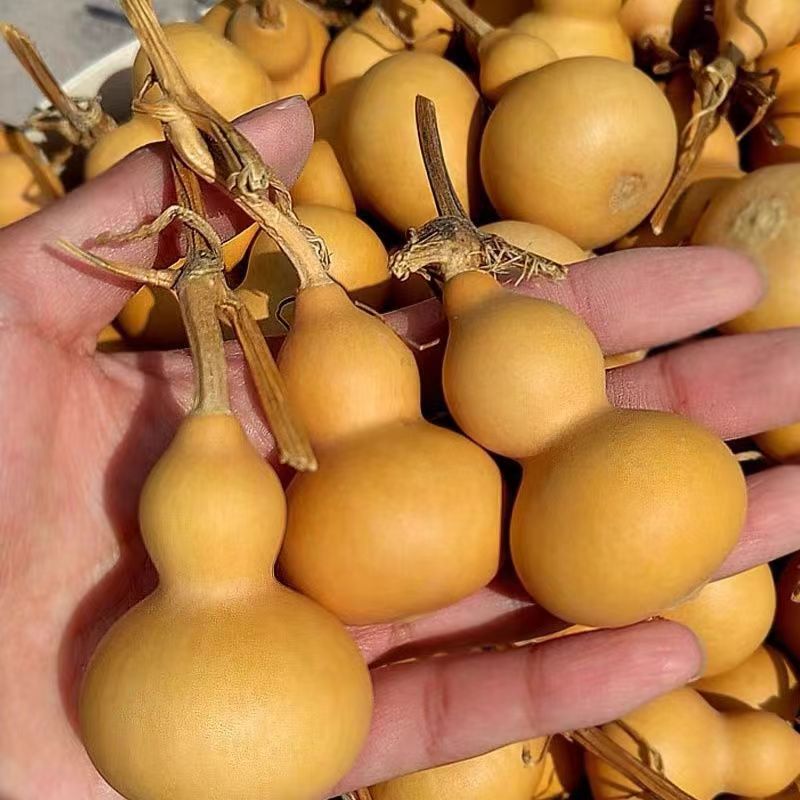 天然通货手把件葫芦 6个（不保龙头介意勿拍）