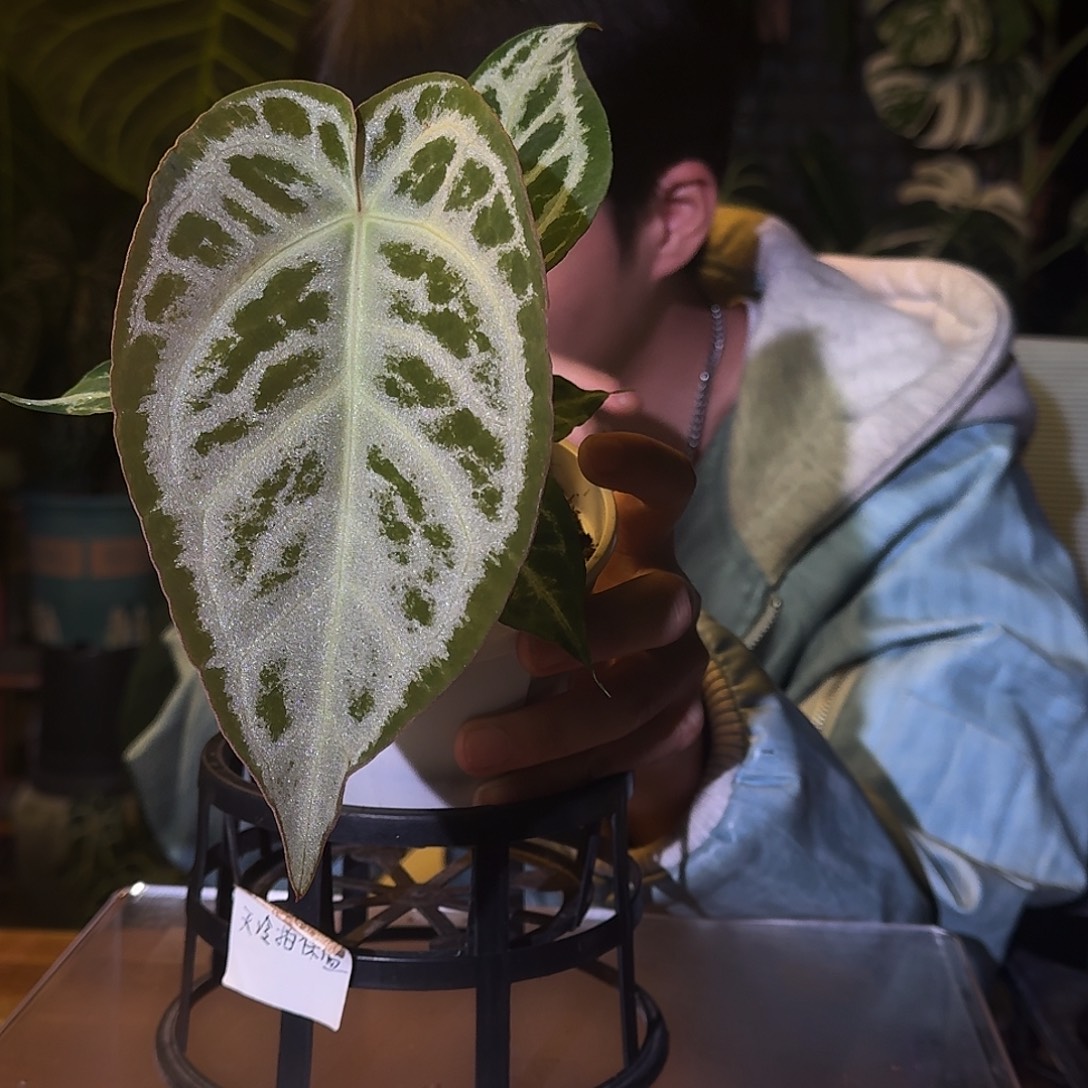 不开花植物M154银色面纱杂雪饼