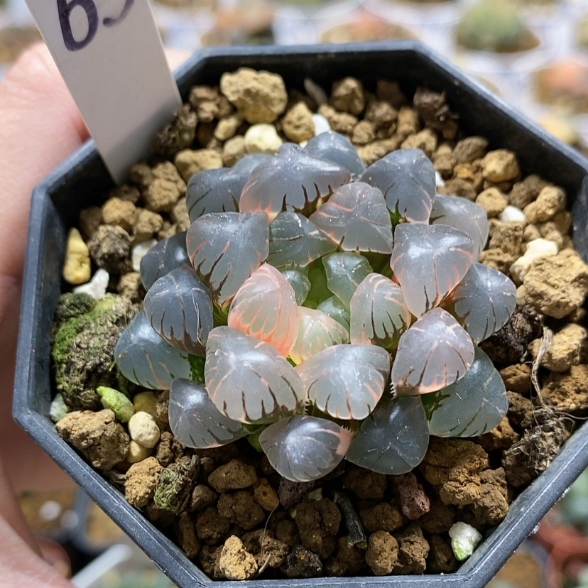 【闪购商品】63ob冰灯