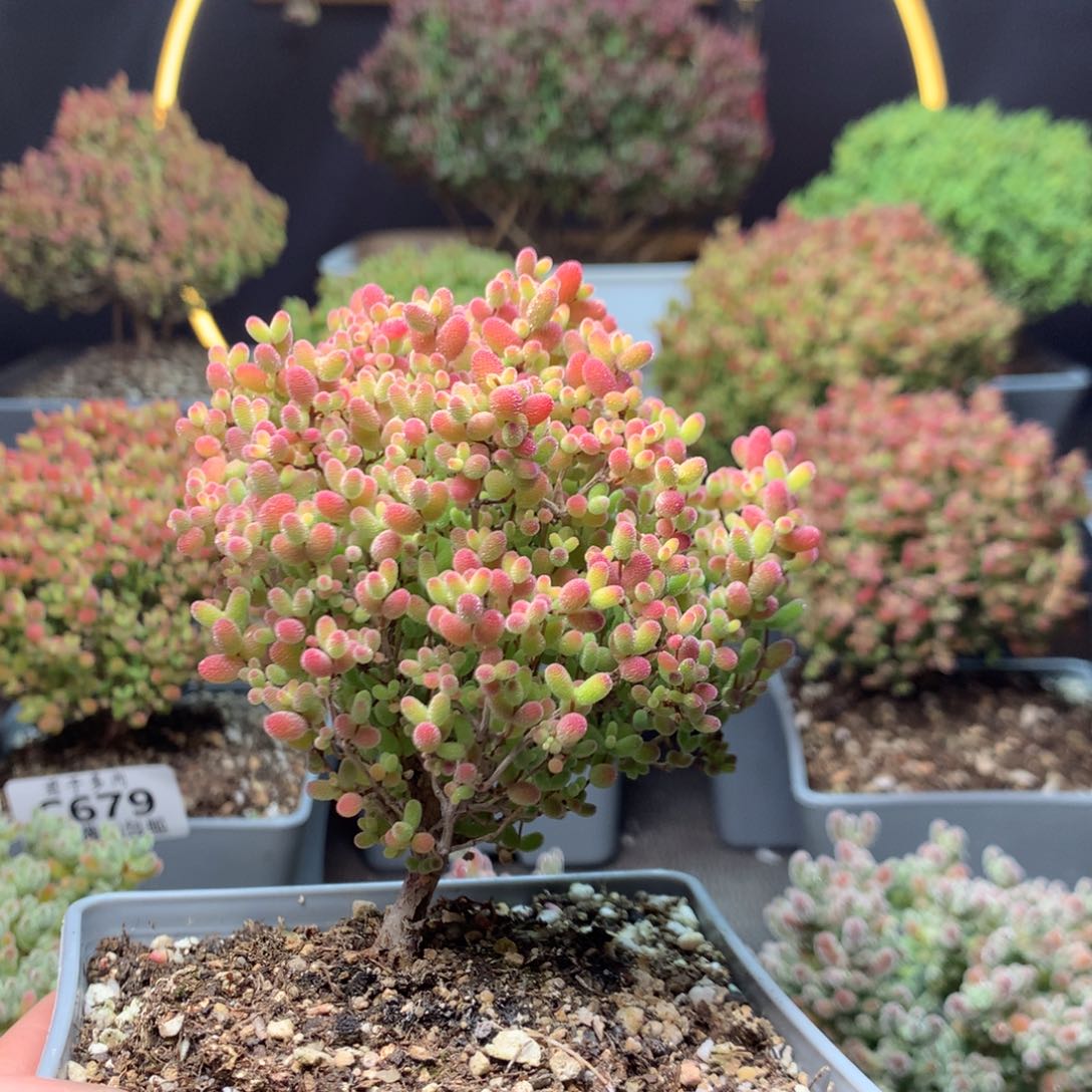 c696蜜橘枝干番杏