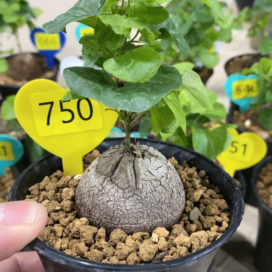 南非龟甲龙龟甲龙