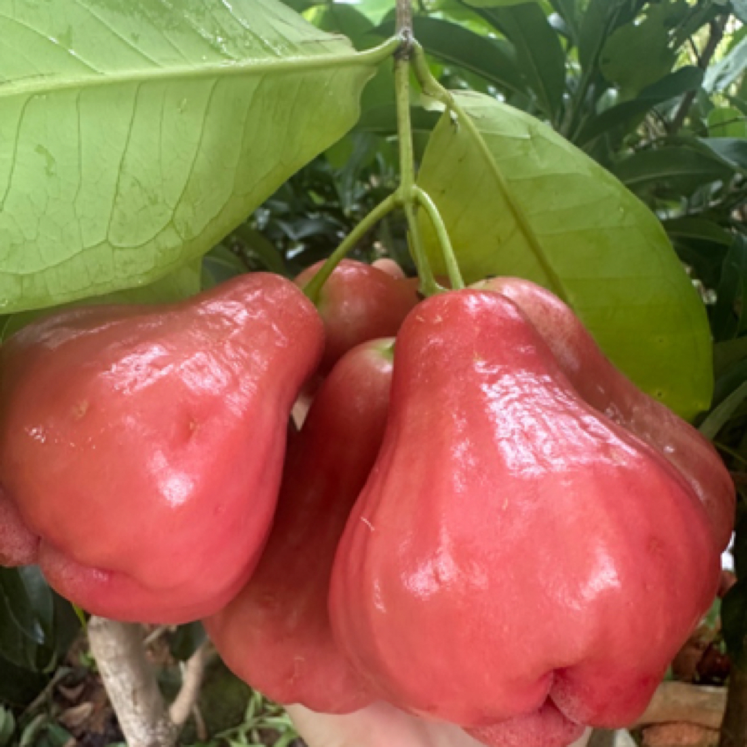 黑糖芭比莲雾苗 挂果快 产量高汁水多