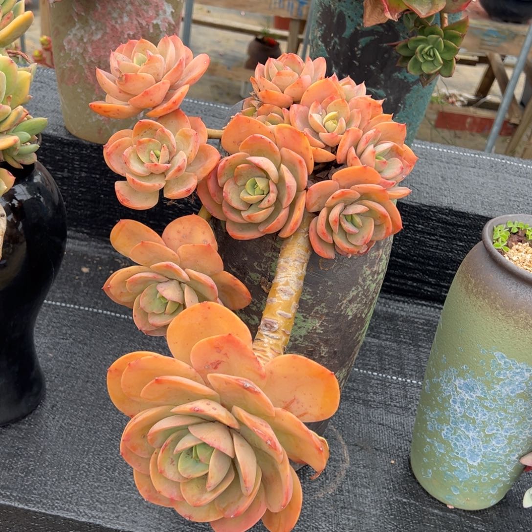 悬崖老桩悬崖福利价