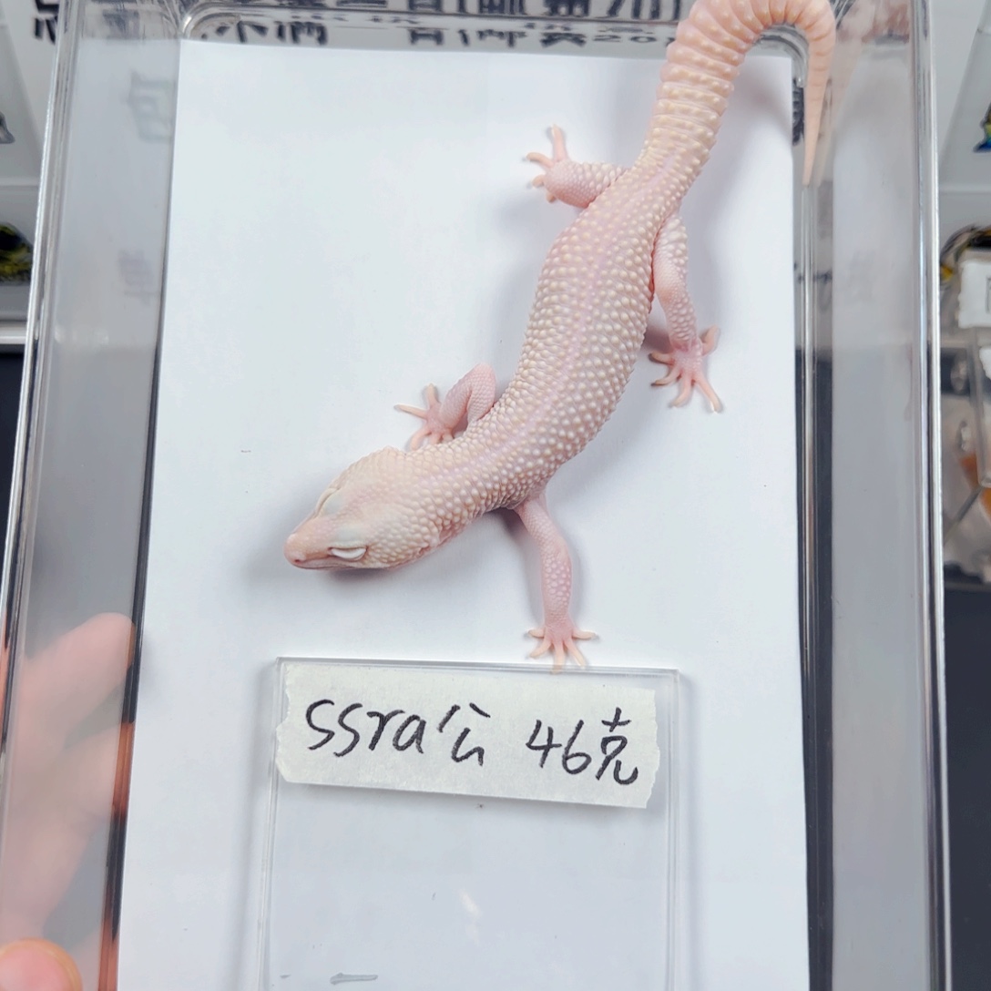 豹纹守宫超级雪花红眼暴龙弟弟