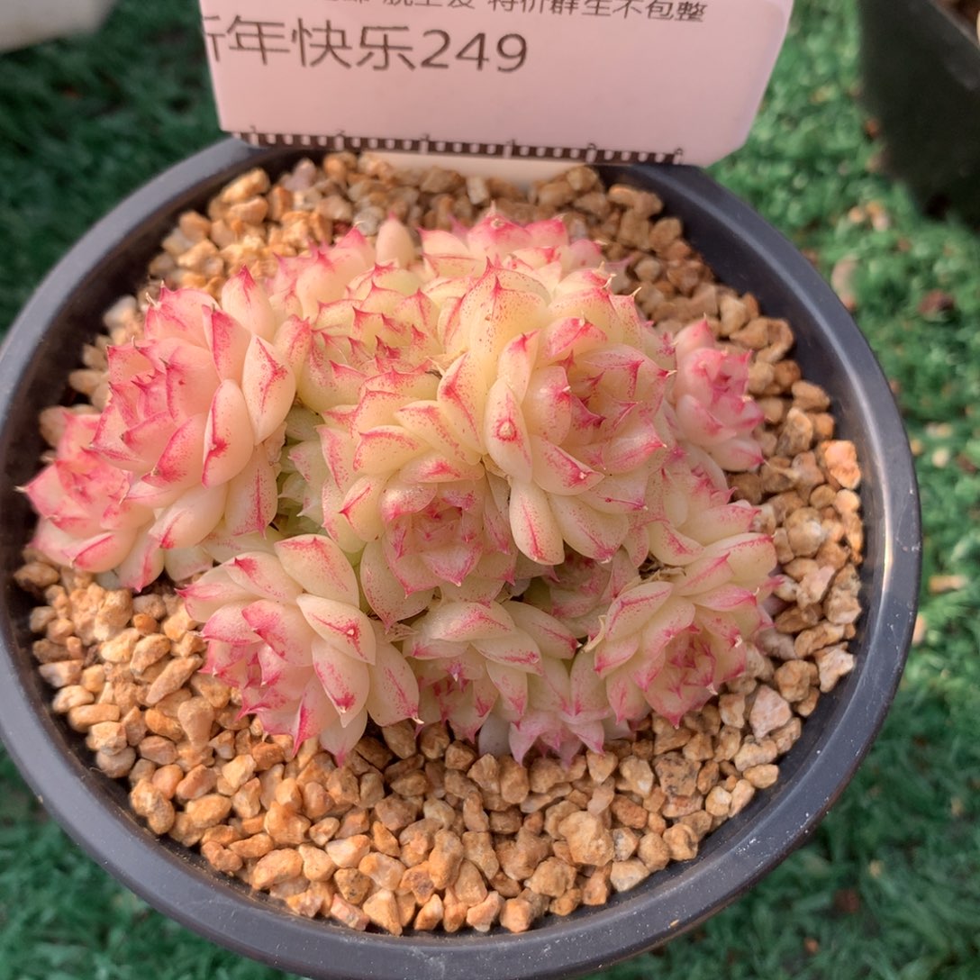 精品多肉麦秆整群