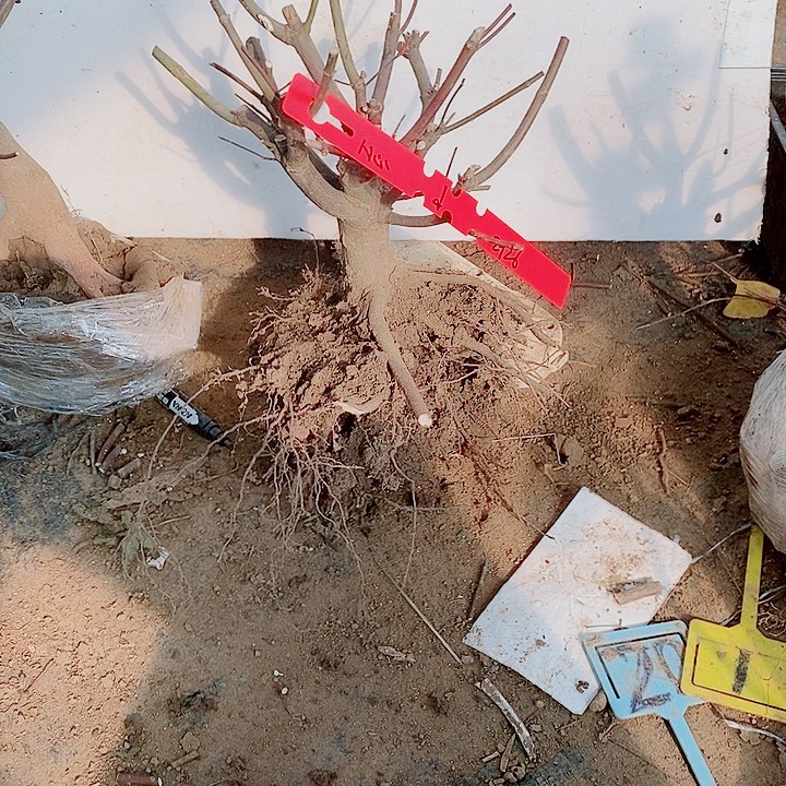 完全开放枫树星星