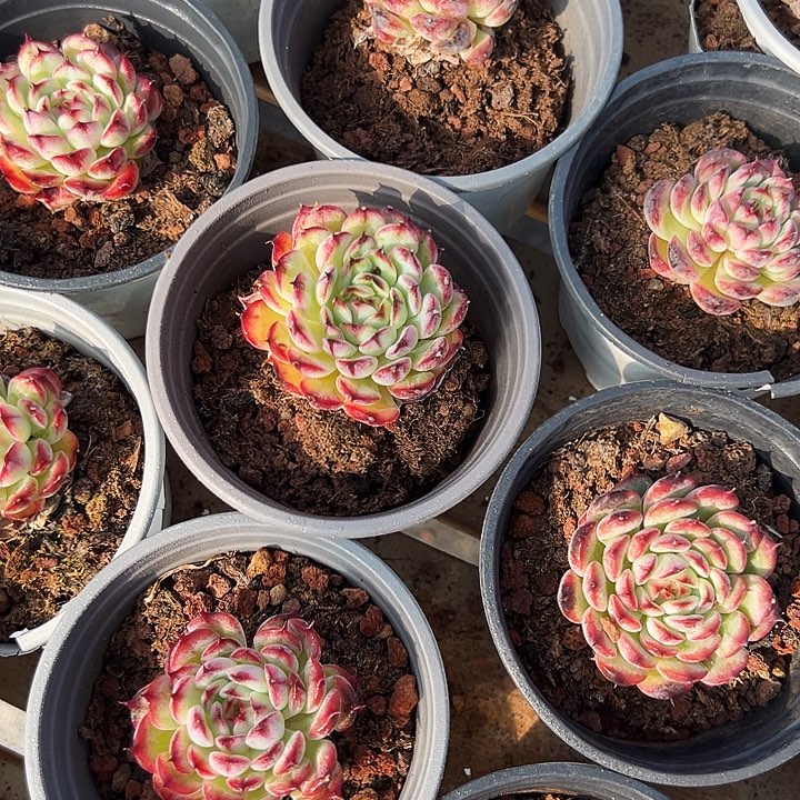 小单头     马赛尔