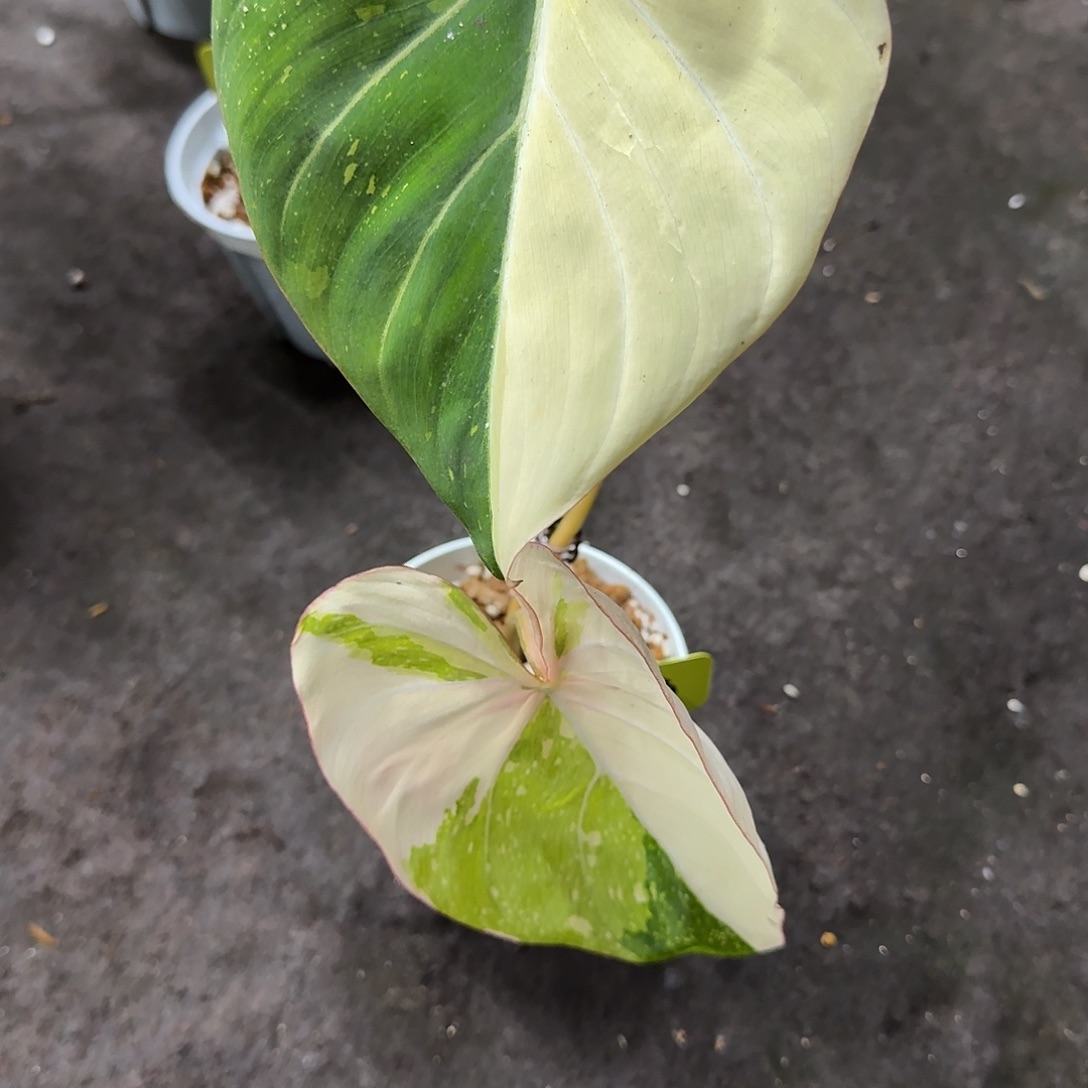 完全开放2590 明脉锦专拍