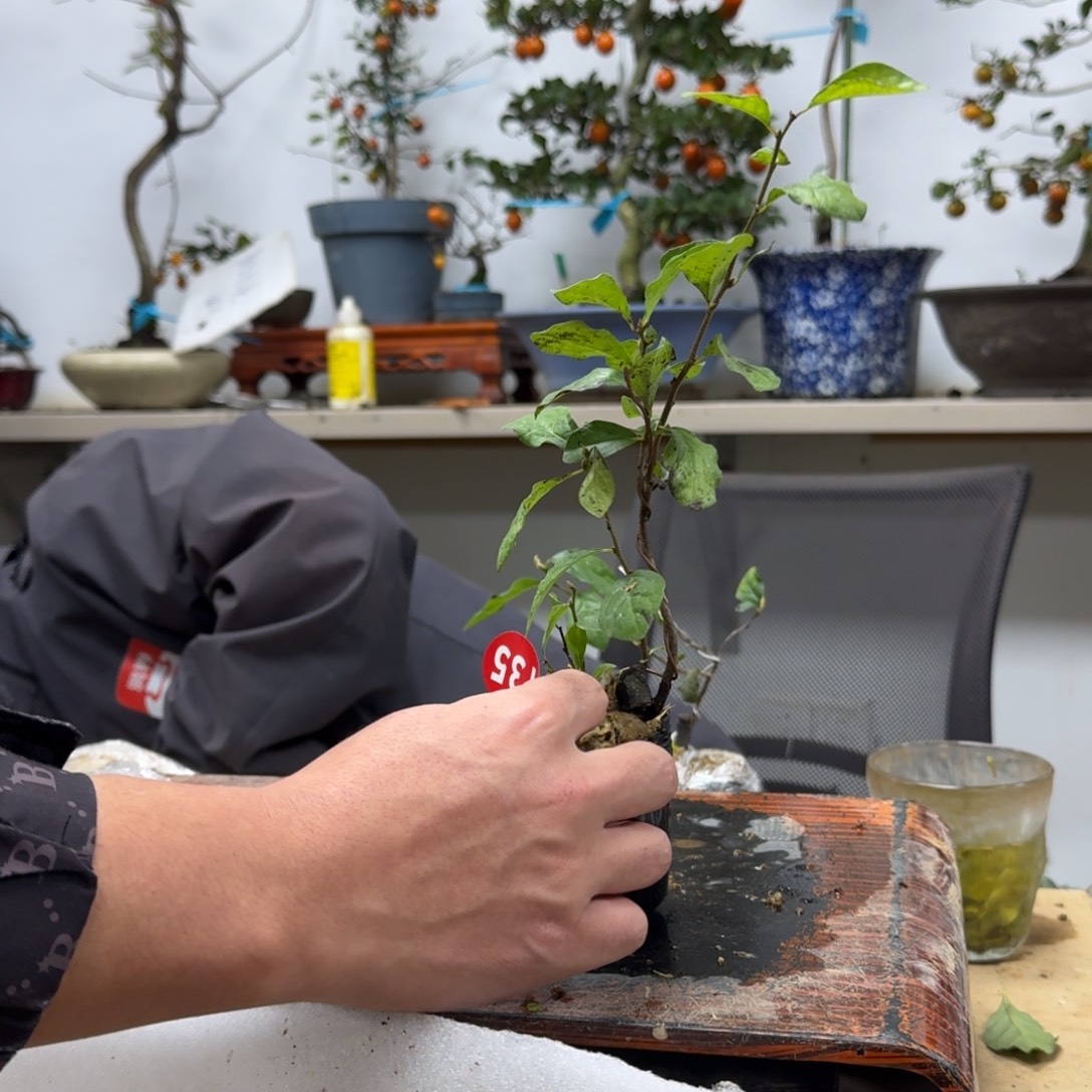 老***男无花朵735顺丰到付不包邮