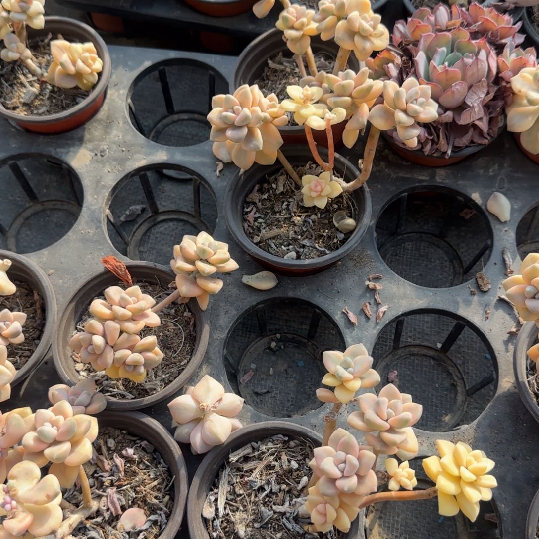 无花朵两盆美杏锦