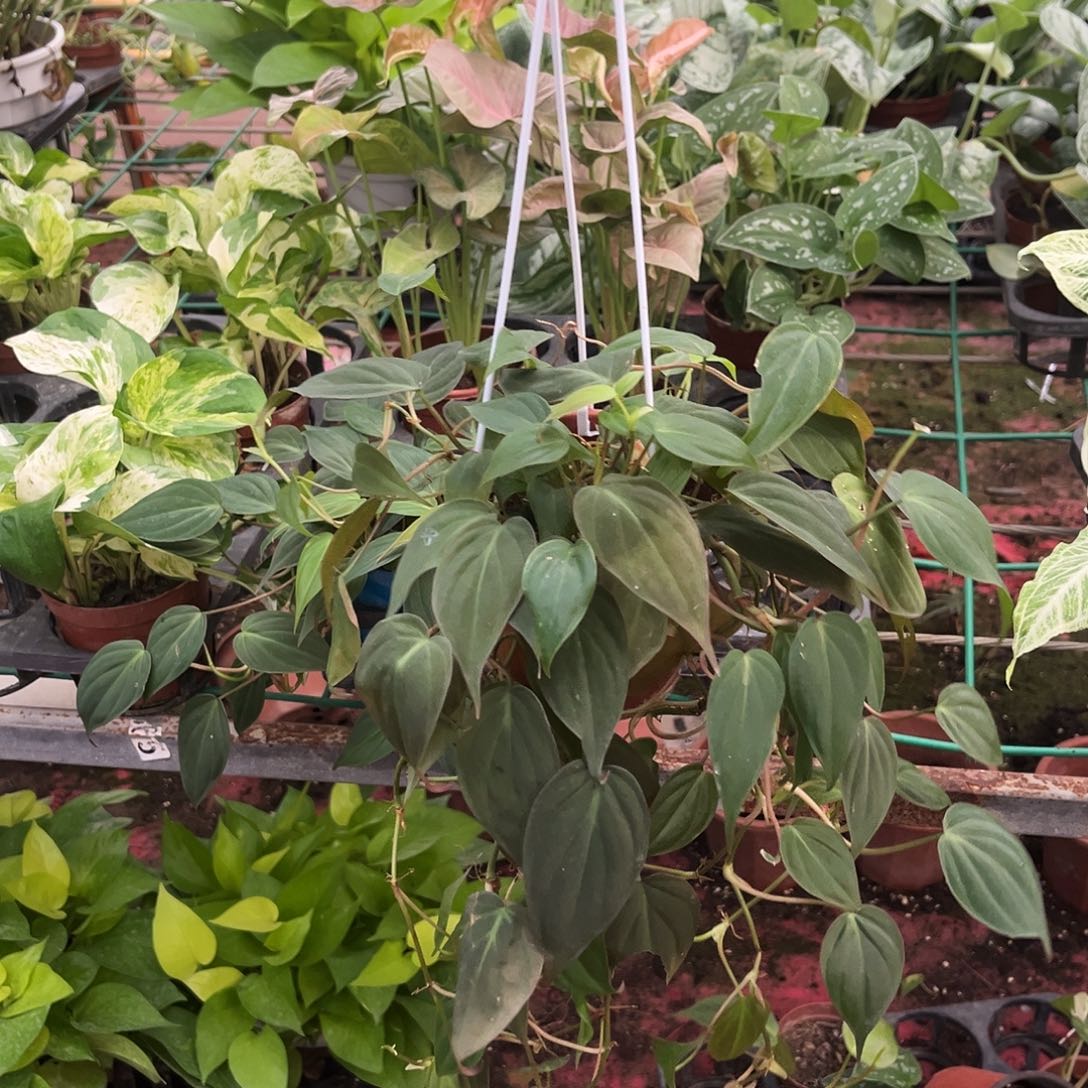 无花朵996 云母蔓绿绒