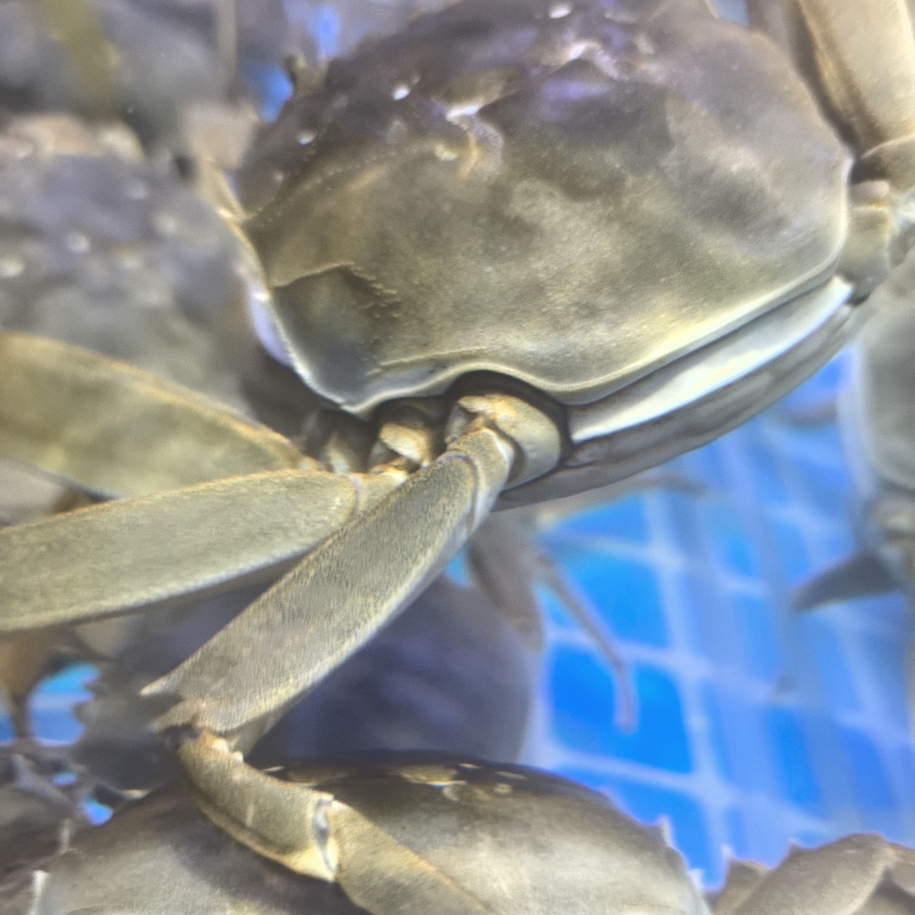 活蟹江苏大母蟹1.8 - 2.2两每只，99元6只