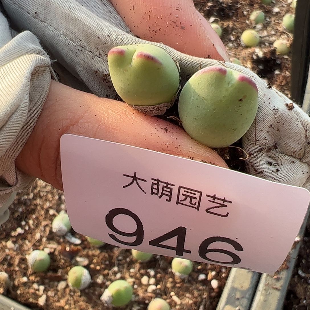 一物一拍正版白花大枪。 946