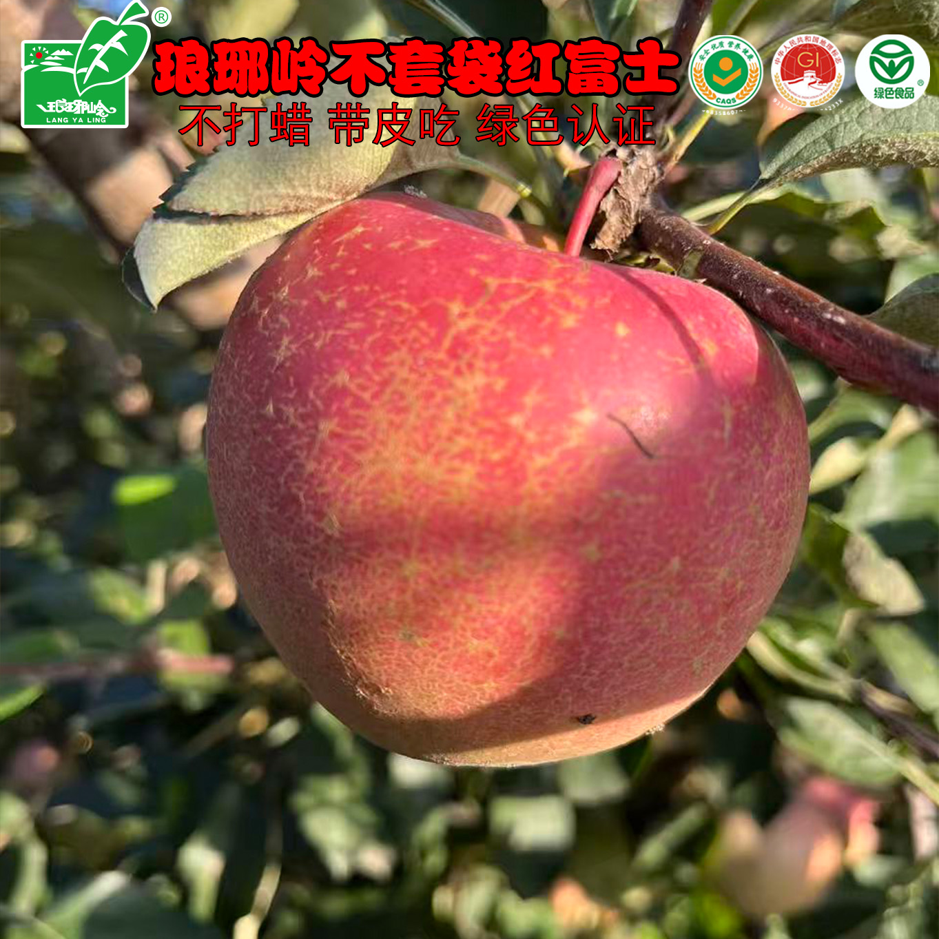 不套袋苹果绿色认证脆甜正宗烟台苹果无农药冰糖心苹果坏果包赔