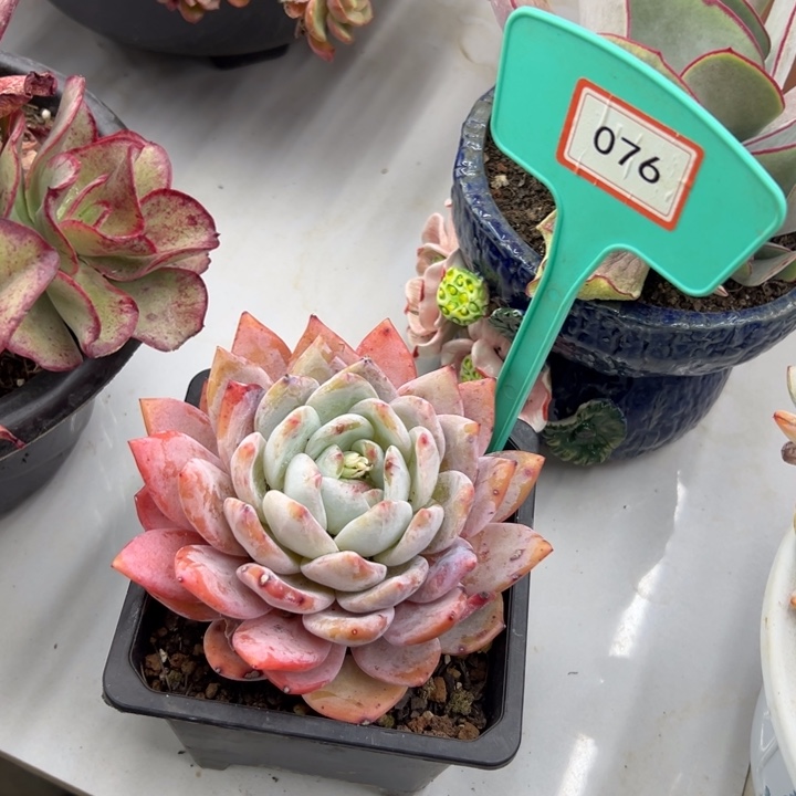 夏*橙梦路多肉植物076