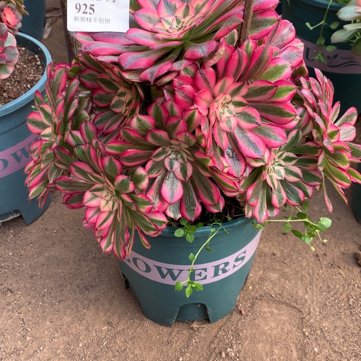 925红铜多肉特价植物