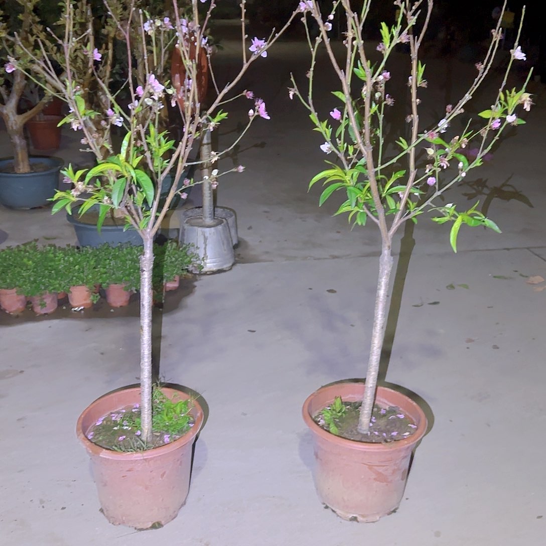 碧果树111111111111111