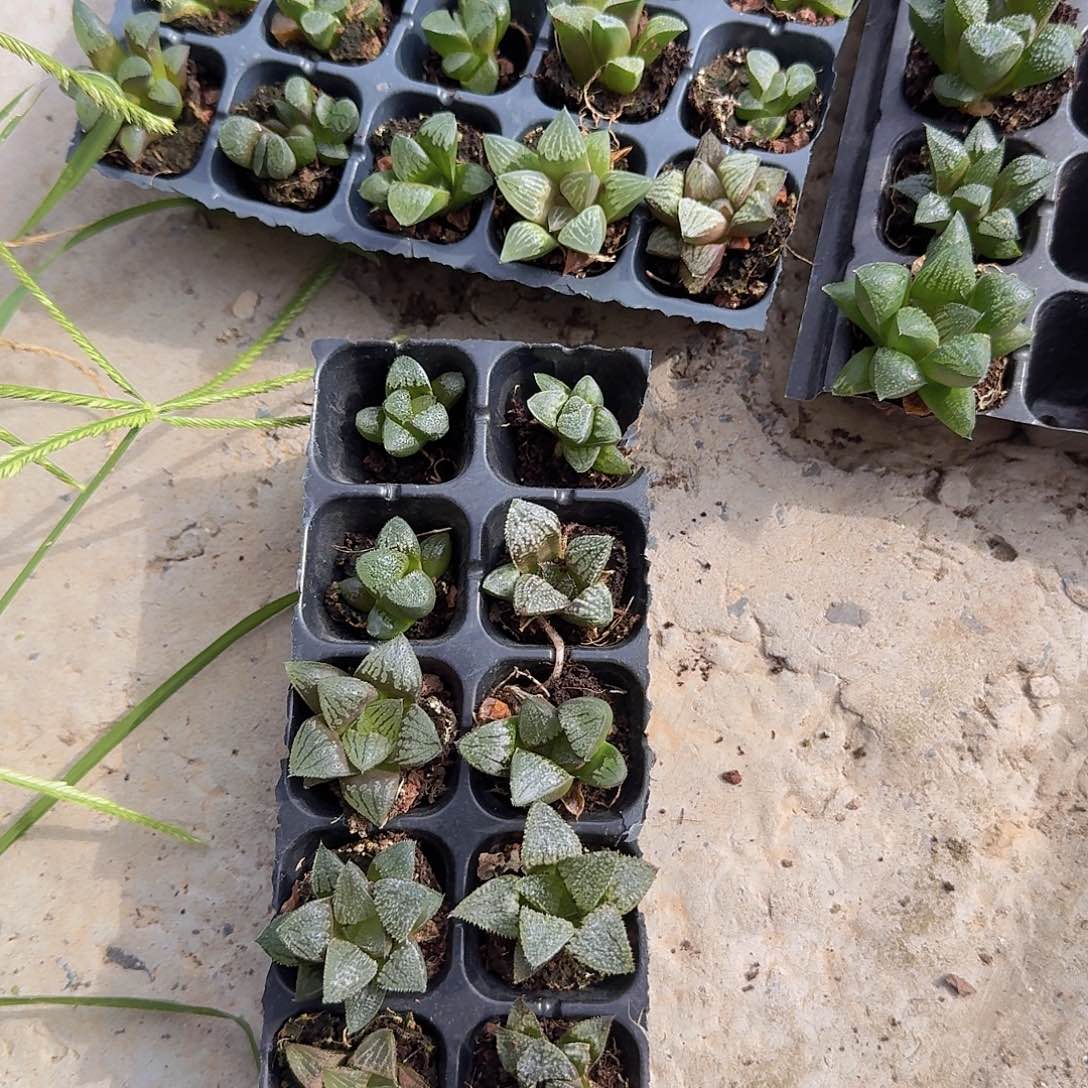 105孔寿类10颗量拍