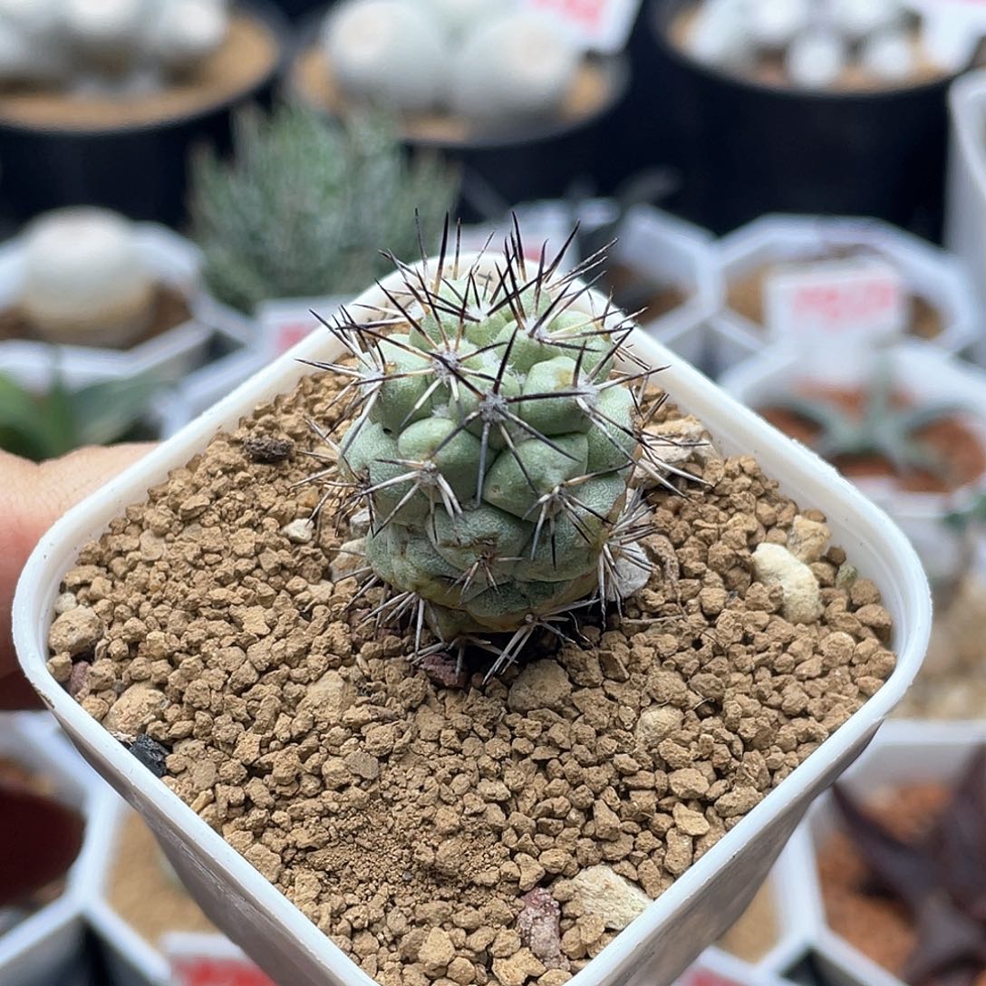 黑刺帝王丸仙人球