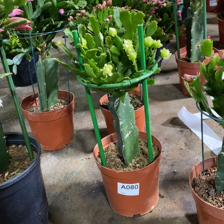 大部分花苞少量开放冰**漪080嫁接052