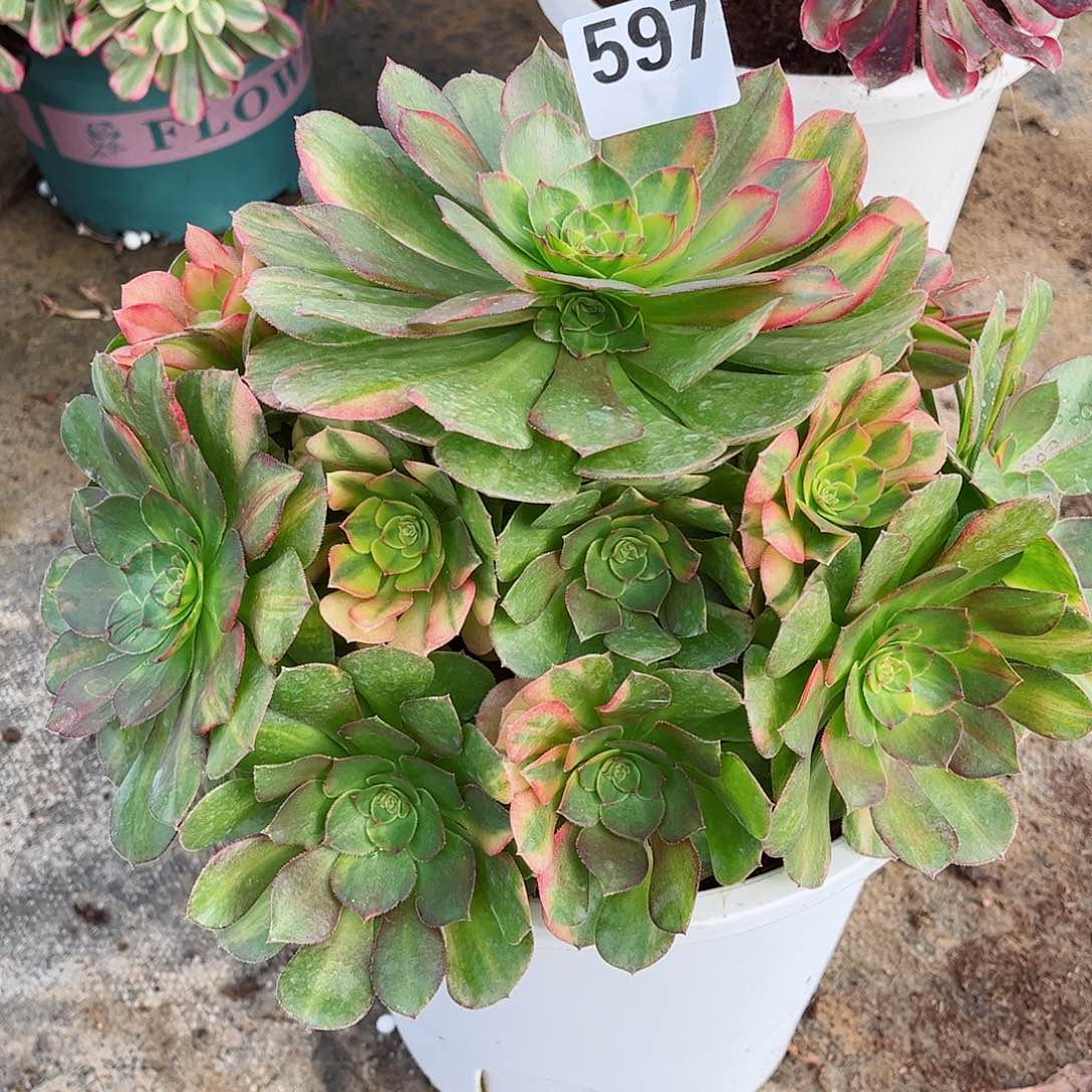 无花朵?**口多肉植物完七彩597