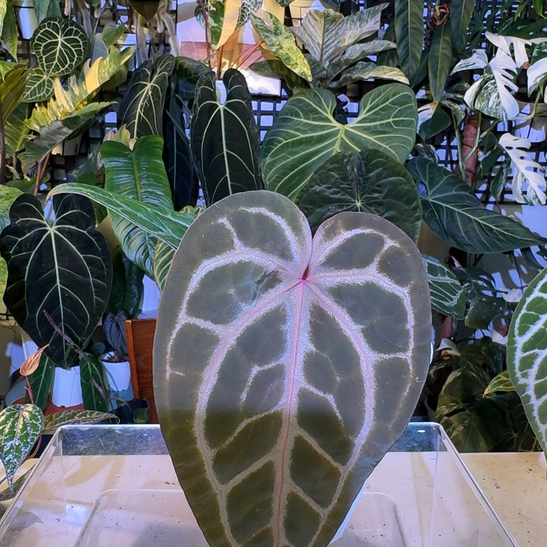 完全开放V49黑曜石紫水晶杂银色闪光