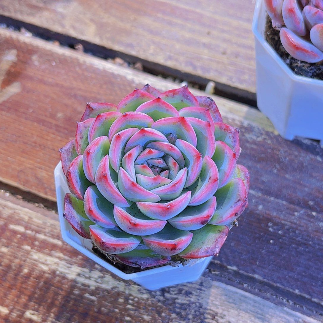 四盆侧影11111111111111