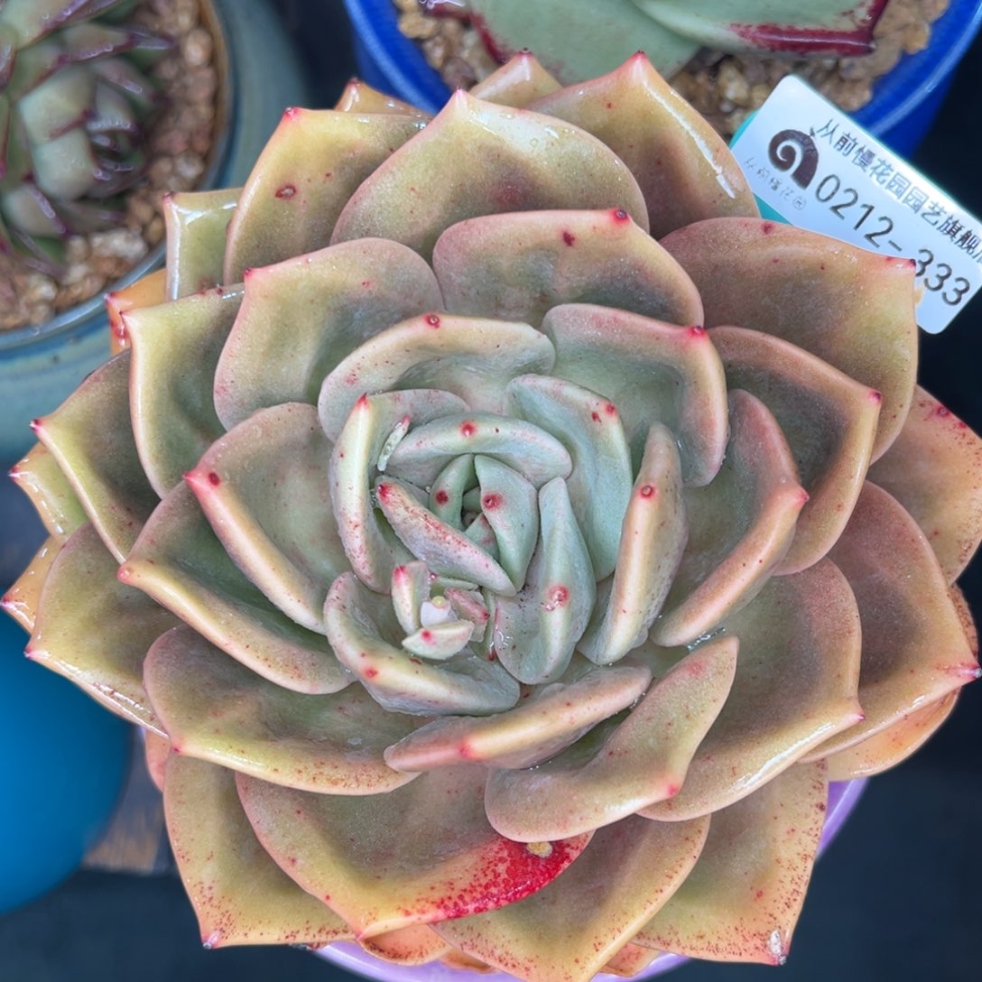 从前慢多肉精选编号0212.99