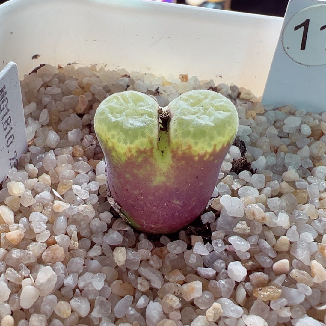 216-134多肉彩虹风铃