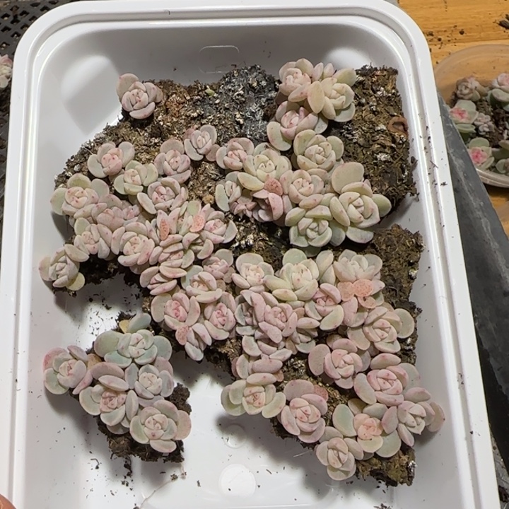 89号王者系列种播多肉