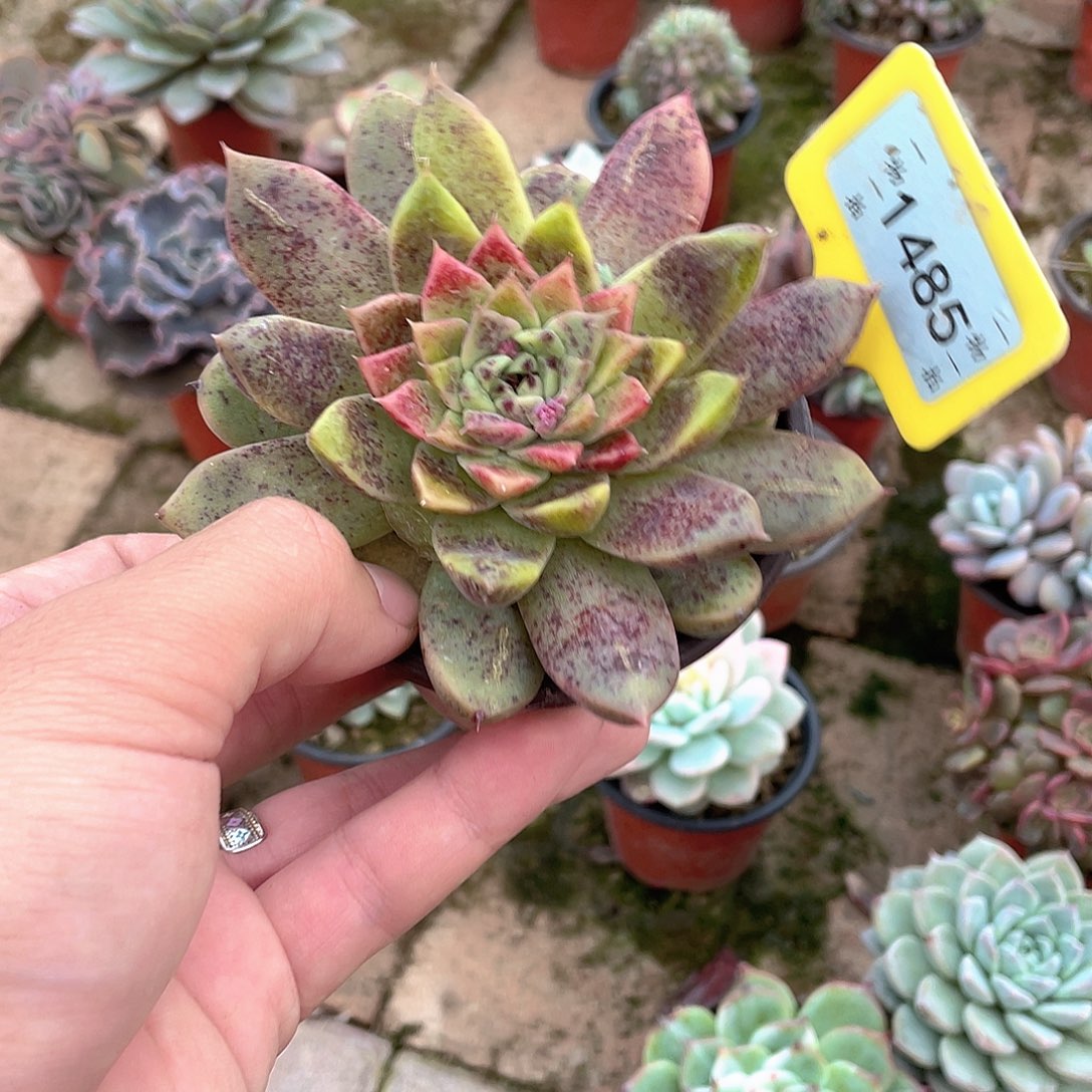****心1485号多肉植物盆栽