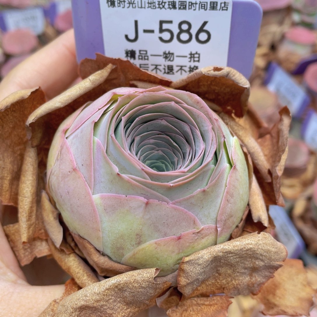 山地玫瑰J586裸根发货不售后