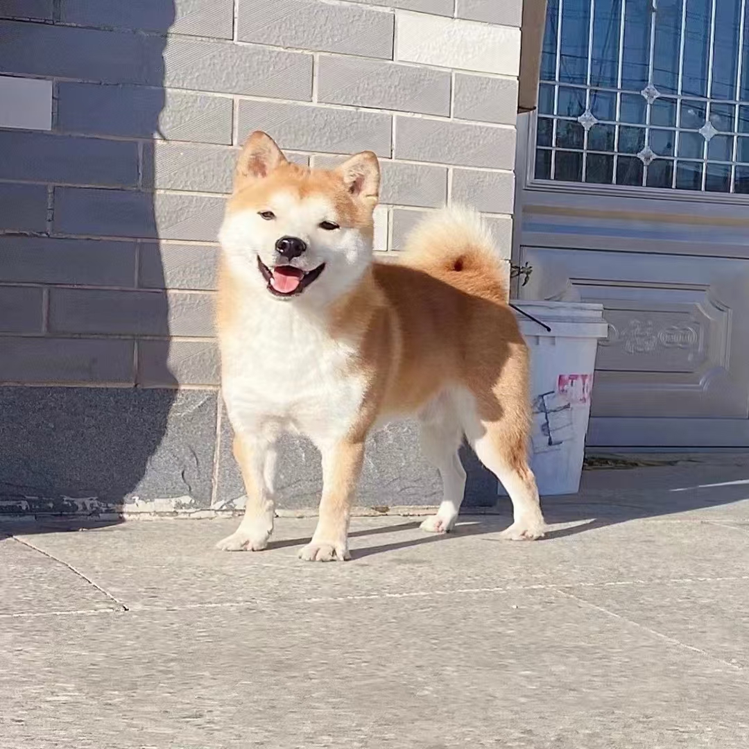 （名宠旺族家）T狗狗活体