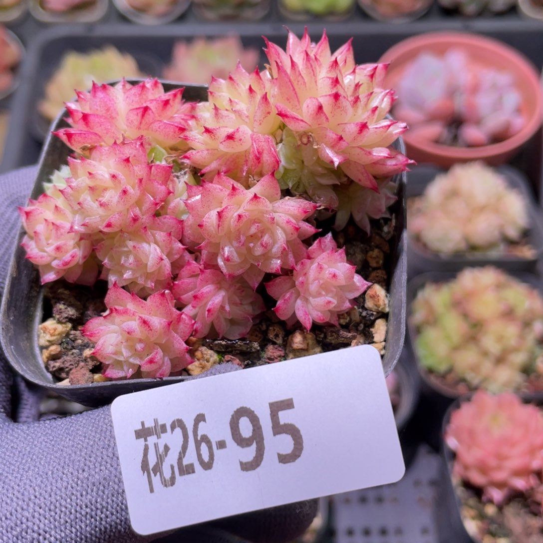 花利美26-95麦秆群