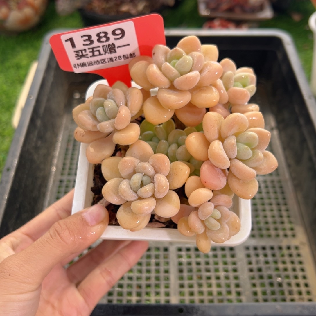 表妹精品多肉1389.