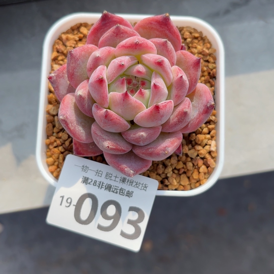 砖石卡罗拉老桩多肉