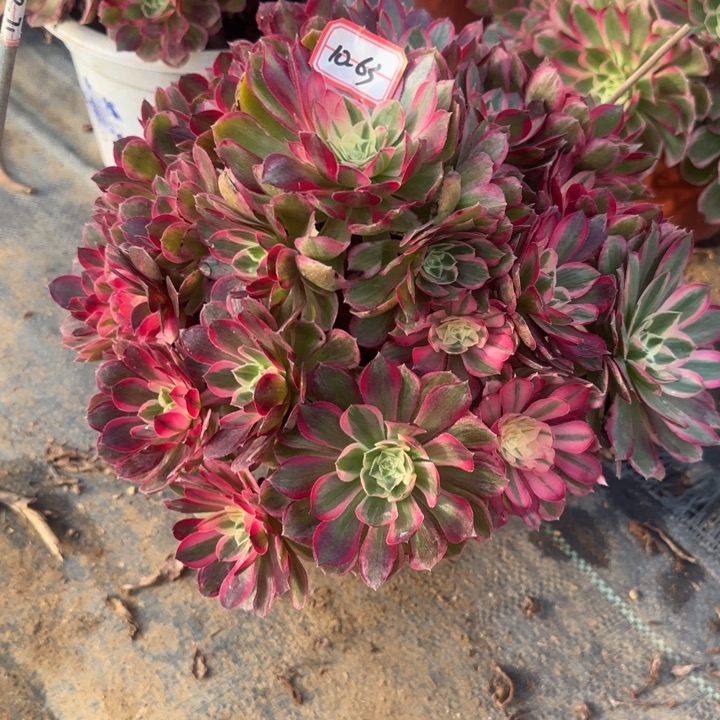 10-63孔雀翎多肉不包售后